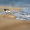 Jespak pisecny - Calidris alba - Sanderling o1903